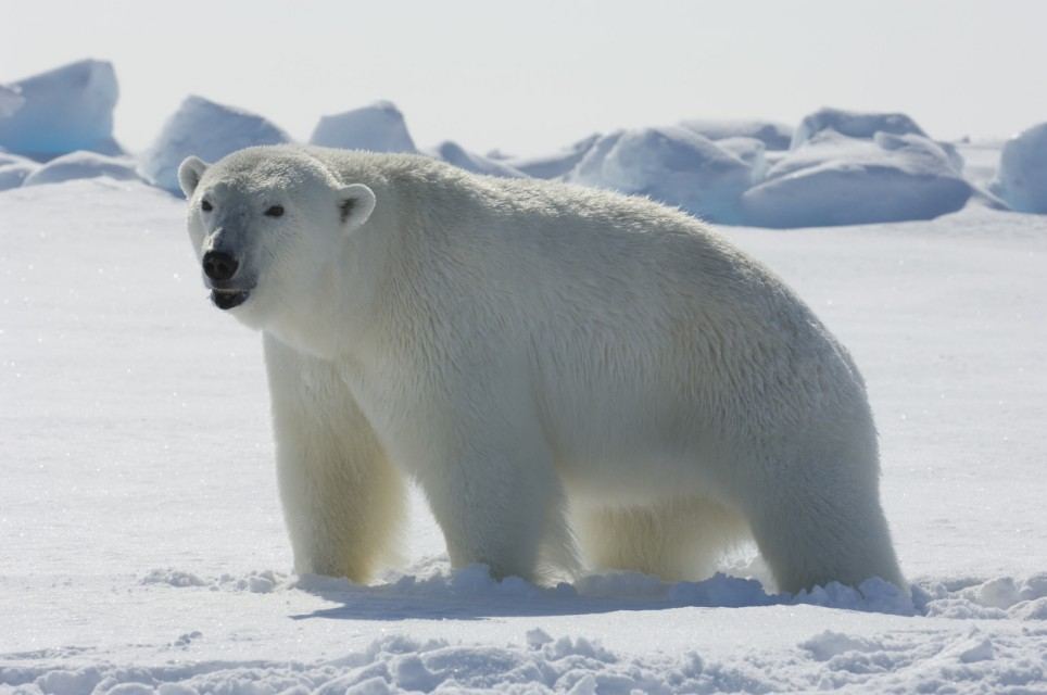 Polar Bear